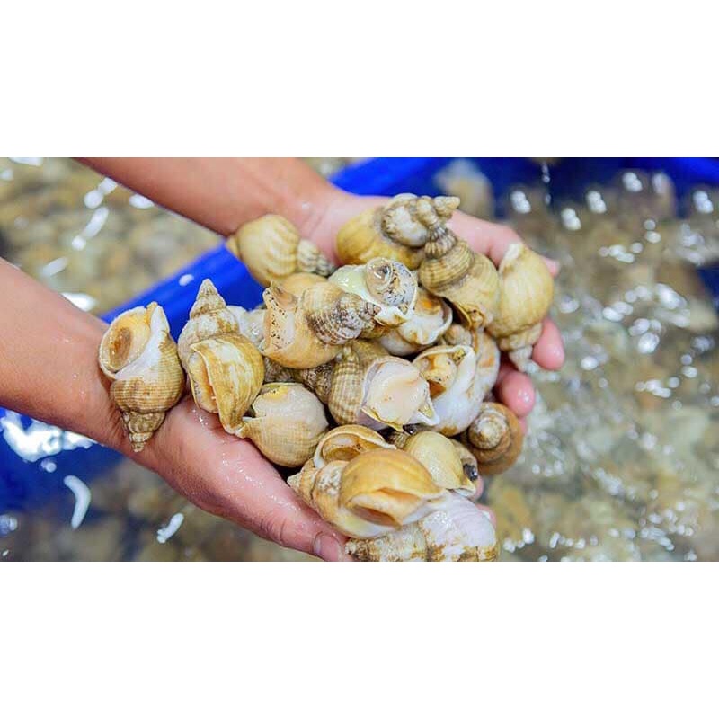 500gram Ốc Bulot Pháp / bu lot