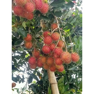 CHÔM CHÔM THƯỜNG TRÓC