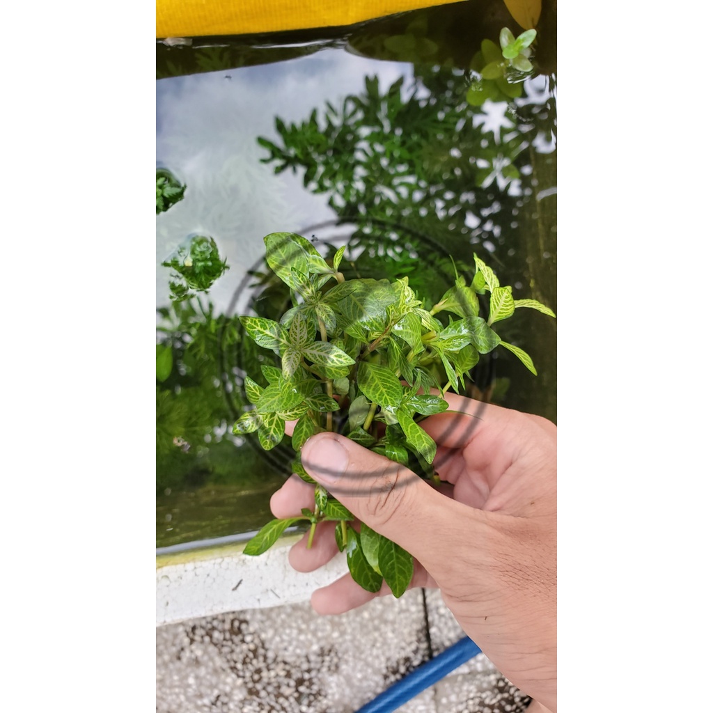 5 nhánh cây thủy sinh cắt cắm Sunset trang trí bể thủy sinh
