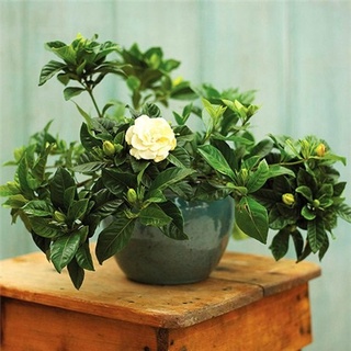 Dành dành, bạch thiên hương cao khoảng 60 -80cm như hình