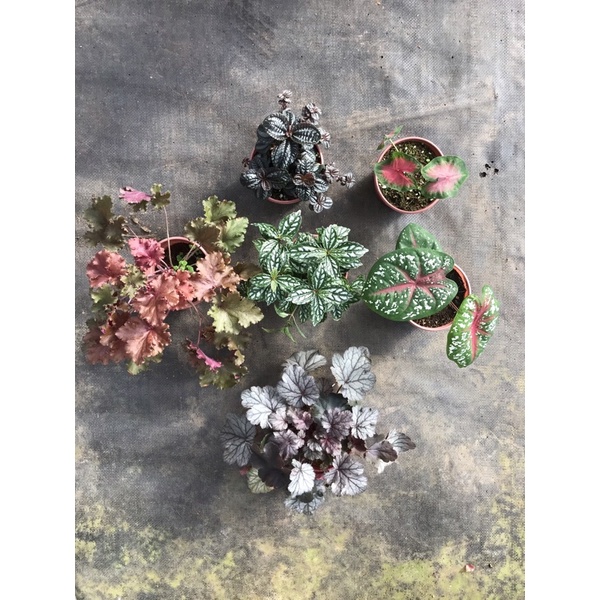 Chậu cứng trong nhà