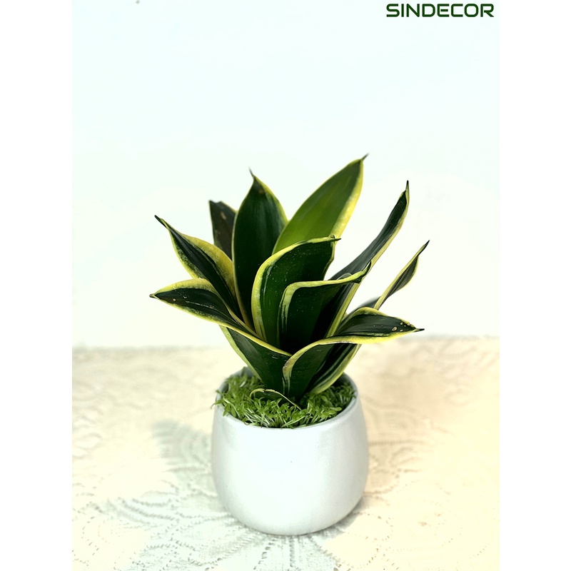 Cây lưỡi hổ thái mini để bàn kèm Chậu gốm tráng men, giao hoả tốc HCM - Sindecor