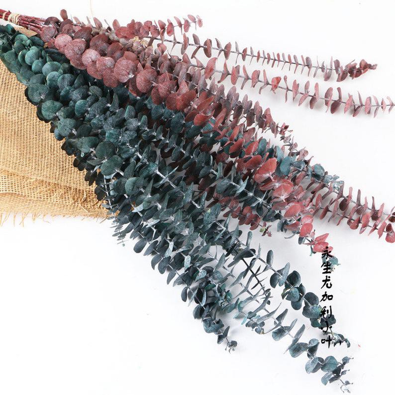 HOA KHÔ- Lá Khuynh diệp khô Eucalyptus dùng trang trí, decor, chụp ảnh