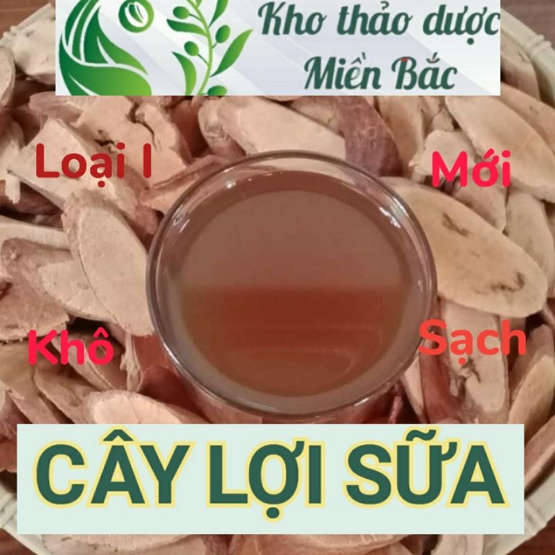 ( Mới Mở ) CÂY LỢI SỮA - Cây sữa đầy - 500g/ 1kg - Hàng mới, khô, sạch
