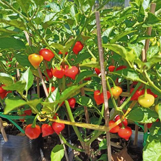 Chậu cây ớt Biquinho, ớt trái tim đang nhiều trái mua nhanh kẻo rụng hết trái - Summer Garden