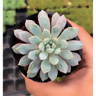 sen đá size nhỏ ngẫu nhiên