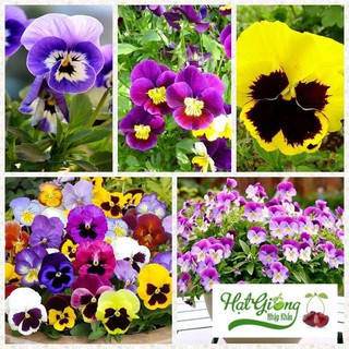 Gói 500 hạt giống hoa pansy nhiều màu (viola) hoa cánh bướm LINH NGOC