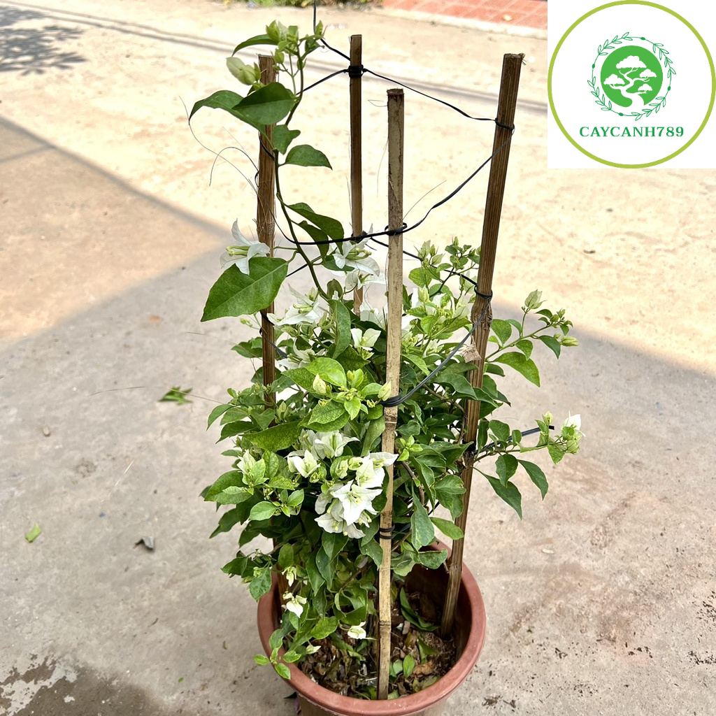 Cây hoa giấy trắng bạch cao 70cm đang hoa