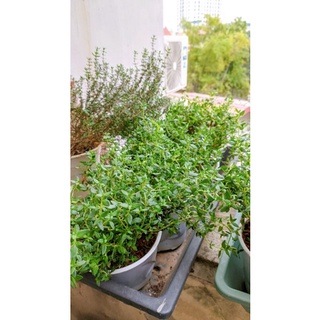 [Ship hoả tốc] cây gia vị Xạ hương (Thyme)
