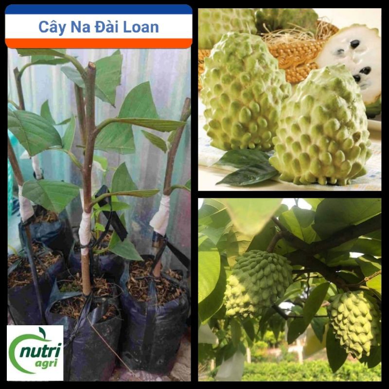 Cây Giống Na Đài Loan To - Cây Giống Na Đài Loan To, Thơm, Ít Hạt, Thịt Mềm, Mắt Na To