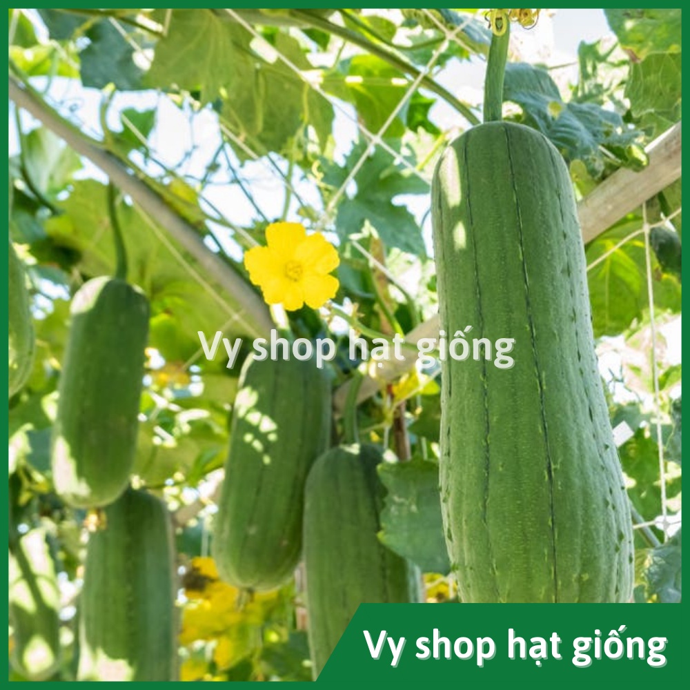 Hạt giống mướp hương béo Thái Lan gói 15 hạt