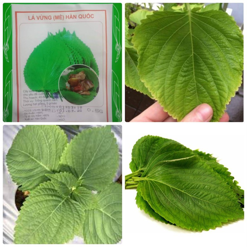 Hạt giống lá vừng (mè) Hàn quốc 0.5g