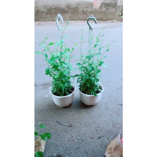 Chậu cây cúc tầng 50k/chậu