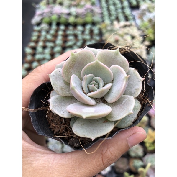 Sen Đá Lola Hồng Size Bầu 5cm Hư 1 Đổi 1