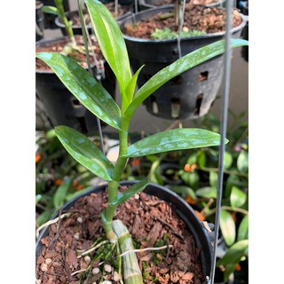 giả hạc 6 mắt thái bình( mua 5 tặng 1)