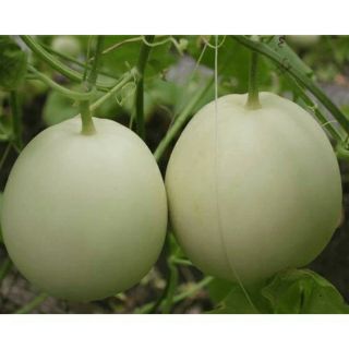 Hạt giống dưa lê bạch ngọc siêu ngọt