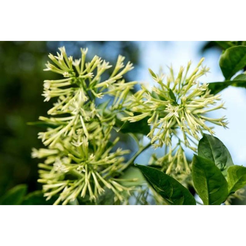 Hoa dạ lý hương