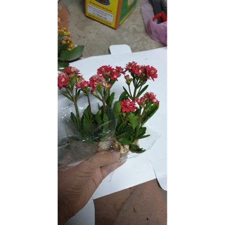 Combo#5 Cây con giống sống đời kép(mix màu)