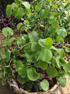 Cây giống kiwi