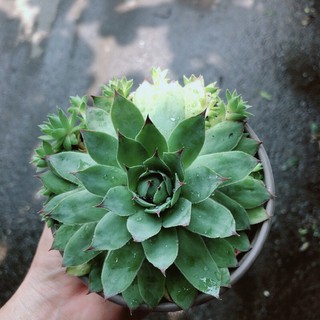 Sen đá phật bà xanh