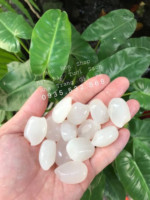 [Mã 267FMCGSALE giảm 8% đơn 500K] 1kg Hạt Đác Tươi Sạch Nha Trang Loại Trung Dẻo | BigBuy360 - bigbuy360.vn