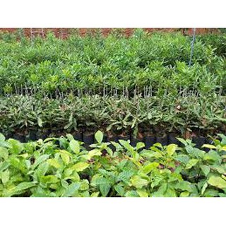 Cây giống Mắc Ca Ghép ( Giống chuẩn, siêu sớm ).