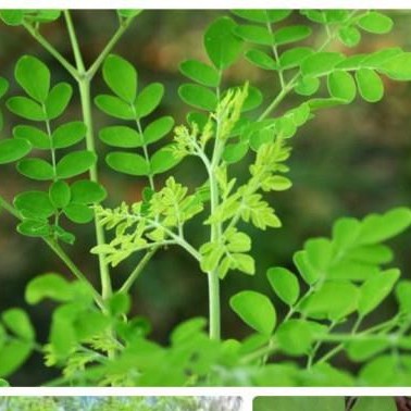 10 hạt giống cây chùm ngây tốt cho sức khỏe TRỢ GIÁ