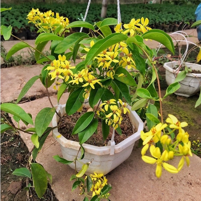 Cây mai hoàng Yến hoa vàng( 1 bầu cây giống)