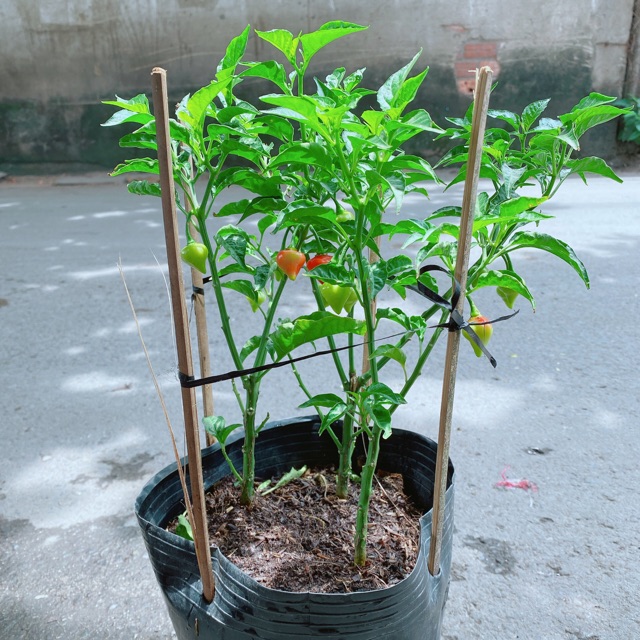 Bụi Ớt Kiểng Trái Tim