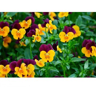Hạt Giống Hoa Pansy Mix Nhiều Màu Gói 20 Hạt