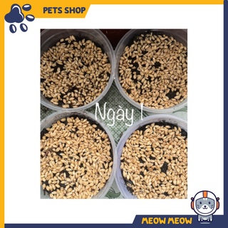 Hạt giống cỏ Mèo tươi - Cỏ lúa mạch cho Mèo