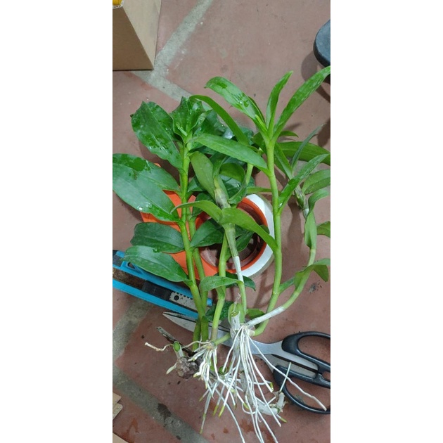 Kie phi điệp đủ loại ngẩu nhiên chiều dài 20 cm
