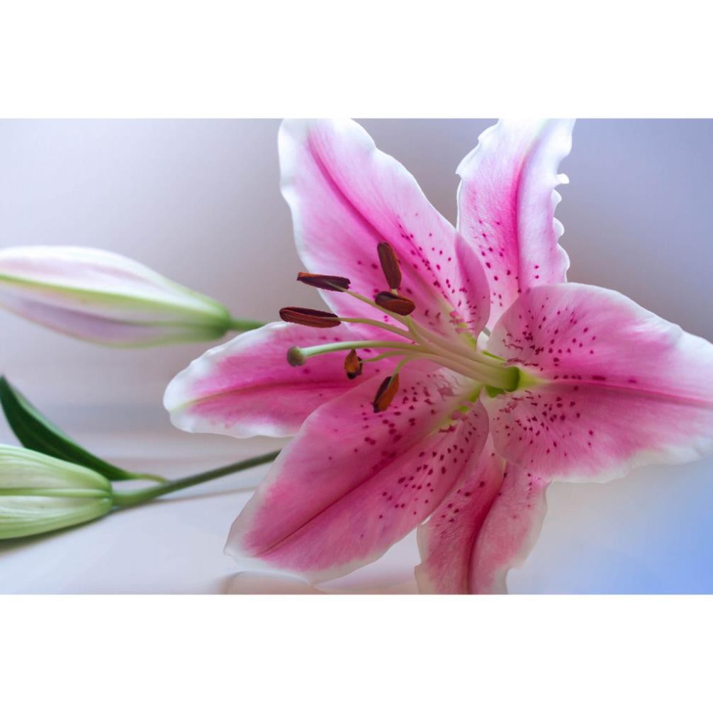 Củ hoa lily - tặng củ hoa ngẫu nhiên ( Pet Khu vườn )