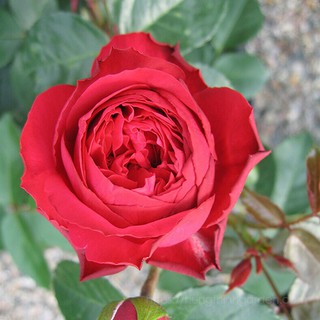 [TẶNG.KÍCH.RỄ] HOA HỒNG LEO RED EDEN