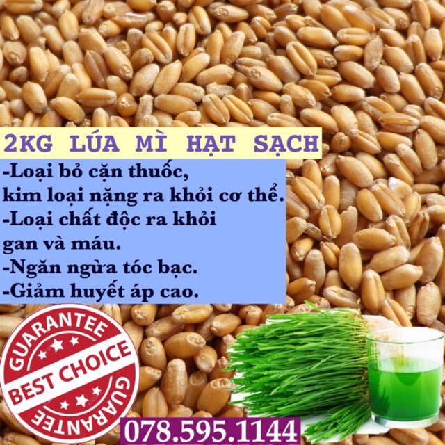 Hạt giống lúa mạch • wheatgrass •(tiểu mạch) tốt cho sức khoẻ.