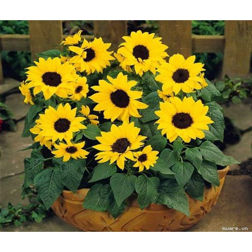 Hạt giống hoa Hướng Dương Lùn