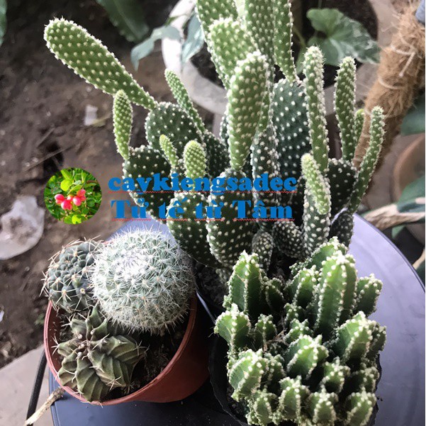 caykiengsadec-Combo Xương rồng mini (XR Tháp, tai thỏ, 3 trụ)-trang trí nội thất cảnh quan sân vườn ngoài trời