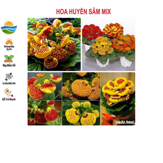 Hạt giống hoa huyền sâm 5 hạt