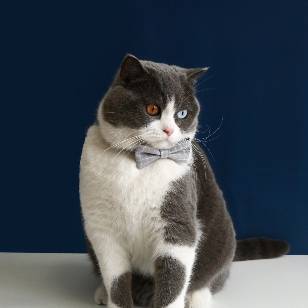 Vòng Cổ Caro / Nơ BướM An ToàN Cho Thú Cưng