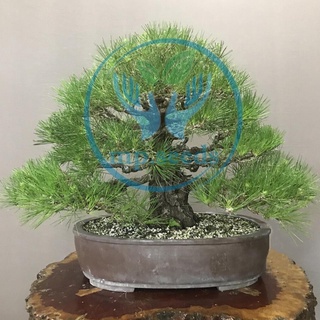 Hạt giống Thông đen nhật bản 5 hạt