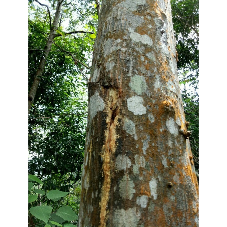 Hạt Giống Cây Bồ Đề Lâm Nghiệp - Gói 30 Hạt KNS2160