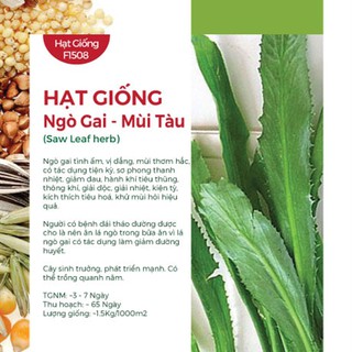 Hạt Giống Ngò Gai - Mùi Tàu ( Saw Leaf Herb)
