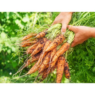 Hạt giống củ Cà Rốt Nhiều Màu dễ trồng