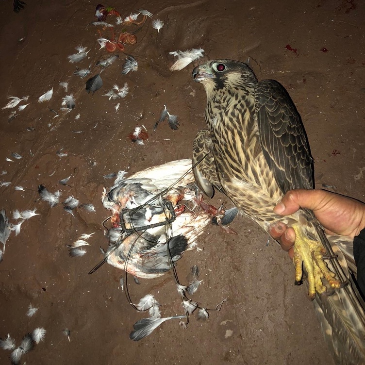 Bẫy chim cắt lớn bằng bẫy yên buộc lên lưng chim bồ câu