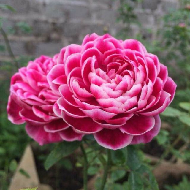 Chậu hoa hồng 3D Marie