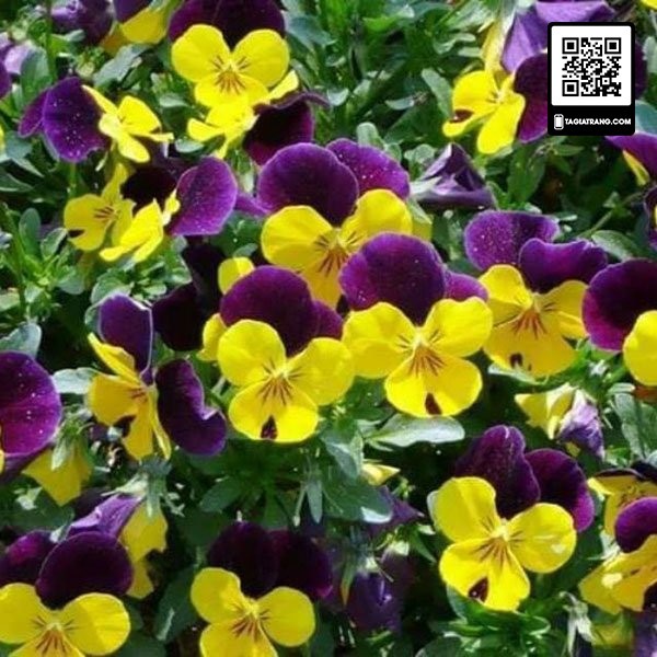 Hạt giống hoa pansy (hoa păng xê) - Gói 0.03g