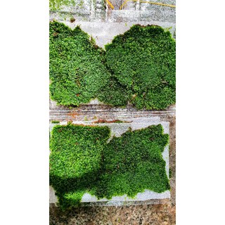 rêu minifiss trải nền thủy sinh hộp 5 tấm (1 tấm khoảng 10x14)