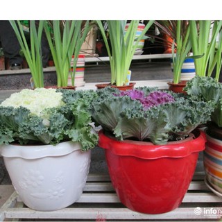 Hạt giống hoa bắp cải nhiều màu ( Gói 20 Hạt ) - STHG2