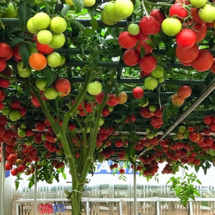 Hạt giống cà chua leo giàn (tặng phân)