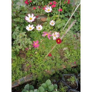 Hạt giống hoa Sao nhái ngũ sắc - cánh bướm